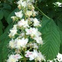 Aesculus hippocastanum