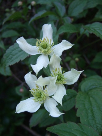 Clematis montana