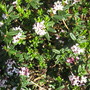A garden flower photo