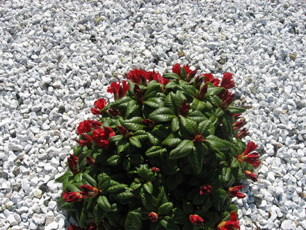 A garden flower photo