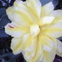 Yellow & white double tulips (Tulipa 'Monte Beau')