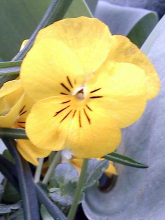 lemon violas (Viola)