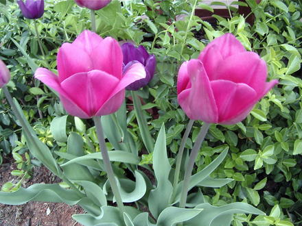 Pink tulips (Tulipa)