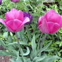 Pink tulips (Tulipa)