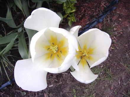 Welcoming white (Tulipa fosteriana 'White Emperor')