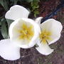 Welcoming white (Tulipa fosteriana 'White Emperor')