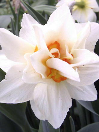 Double daffodil (Narcissus Acropolis)