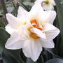 2008-05-07_dbl_daff_squared