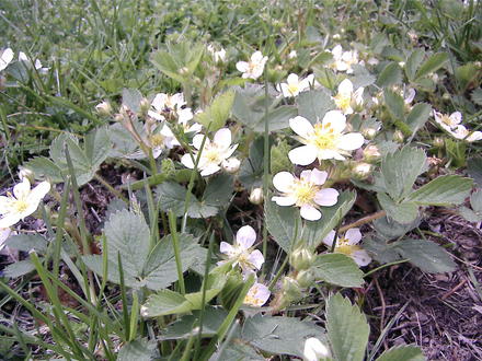 Wild strawberry plants (Fragaria vesca (Alpine Strawberry))