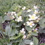 Wild strawberry plants (Fragaria vesca (Alpine Strawberry))
