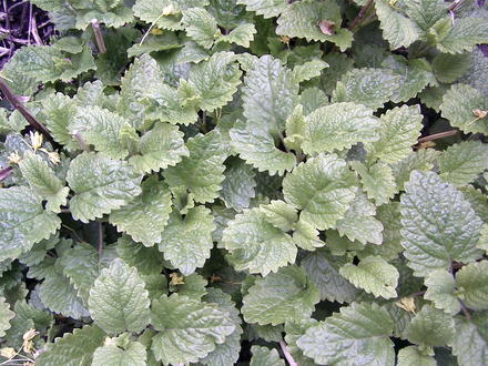 Lemon balm is coming up ( Everywhere!! Eek!) (Melissa officinalis (Lemon balm))