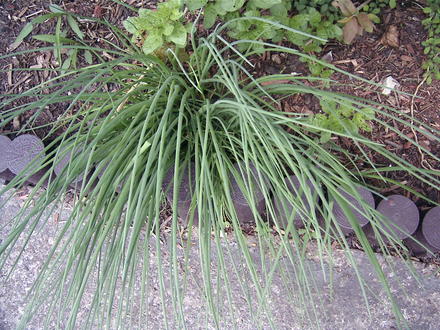Chives  (Allium schoenoprasum (Chives))