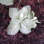 Stonecrop Autumn joy planted (Sedum 'Herbstfreude')