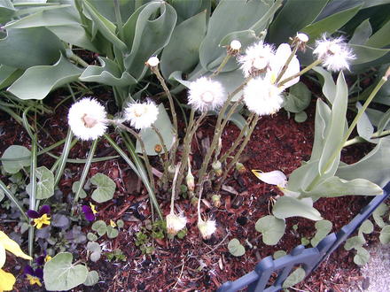 Coltsfoot (Tussilago farfara (Ass Foot))