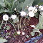 2008-05-07_coltsfoot_going_to_seed