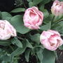 Double pink & white tulips (Tulipa 'Angelique')