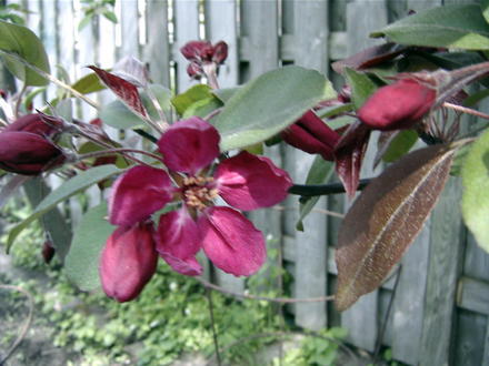 Flowering crabapple (Malus)