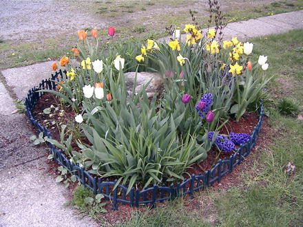 Tulip time in the rock garden