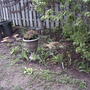 2008-05-02_new_back_garden