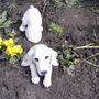 2008-05-07_digger_dog