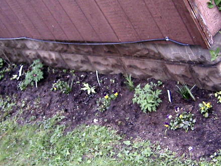 North border of house, newly added