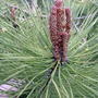 2008-05-07_red_pine_cones