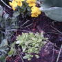 2008-05-02_yellow_ice_plant_by_viola
