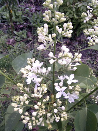 White lilac (Syringa vulgaris (Common lilac))