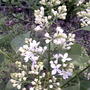 White lilac (Syringa vulgaris (Common lilac))