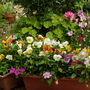 A garden flower photo