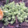 Golden stonecrop planted in rock garden (Sedum acre 'Aureum')