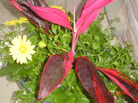 trying to find the name of the pink leaf plant