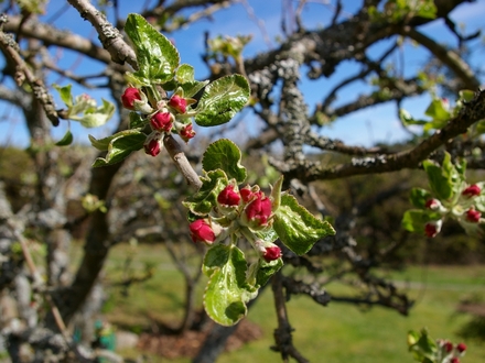 First blossoms on the apple tree (small apples)
