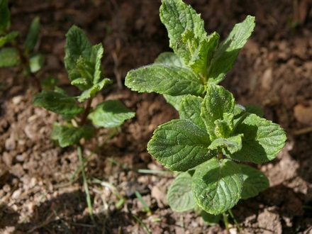 Mint growing in the ground