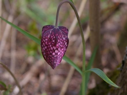Looks like a moth? (fritillar)