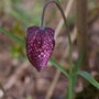 Sg1l2363