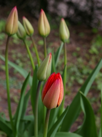 Looks like it will open today? (Tulipa acuminata (Tulip))