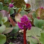 Its flowering (Bergenia cordifolia (Elephant's ears))