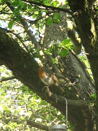 Blossoming robin.