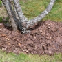 Freshly weeded and mulched! (Cherry tree base) (Prunus cerasus (Cherry))