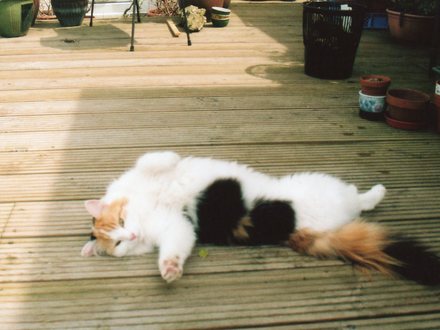 Blodyn the cat.