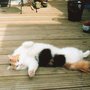 Img011