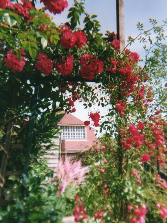 My previous garden.