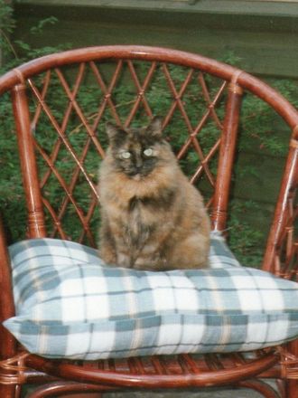 Fluffy, my old cat.