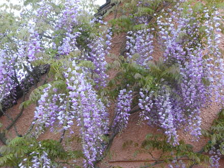 Wisteria Domine. (Issai Fuji) (Wisteria Domine (Issai Fuji))