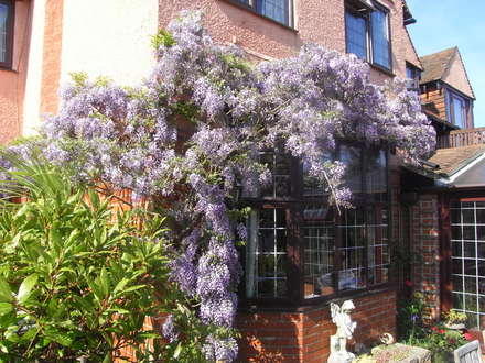 Wisteria Floribunda. (Wisteria Floribunda)