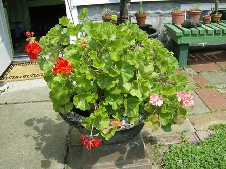 Red and Pink Geranium - May 2008