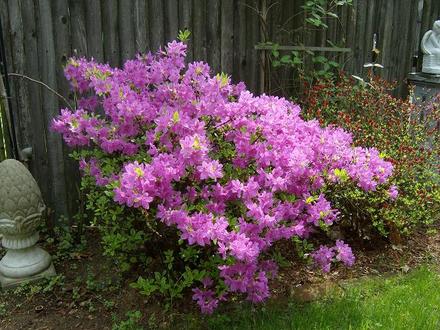Azalea - Girard's Fuchsia - May 2008