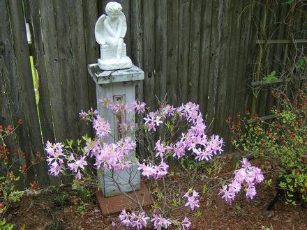 Azalea - Unknown - Mayl 2008