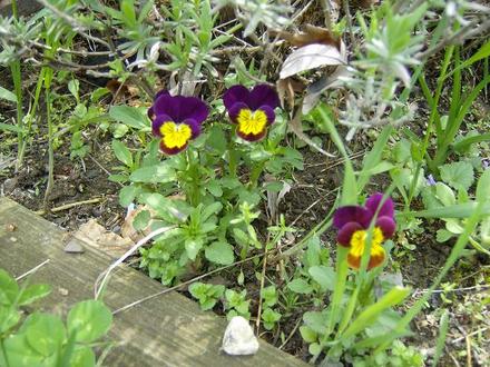 Violas - May 2008